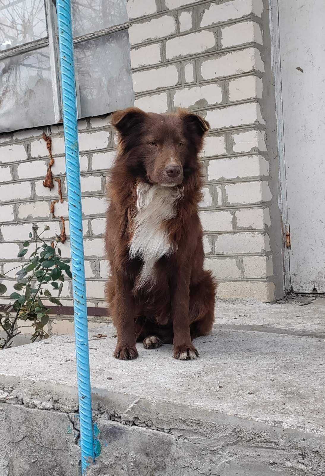 Отдадим рыжего пёсика в дом