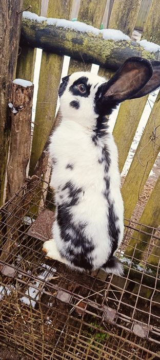 Srokacz olbrzym niemiecki czarno biały