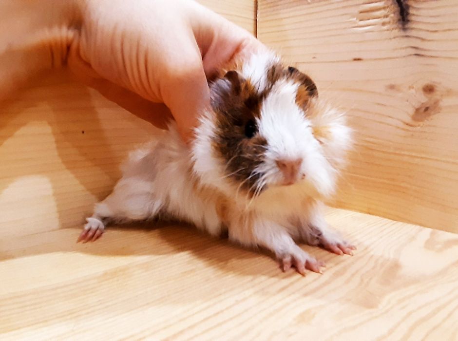 Морские свинки,клетки,корма,аксессуары