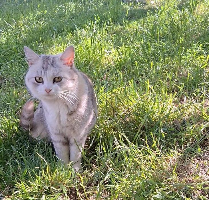 Риженке британське кошенятко