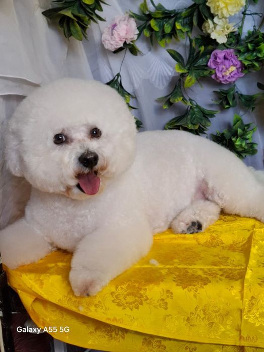 Грумер 1южный .студия груминга Тиана стрижка животных  .