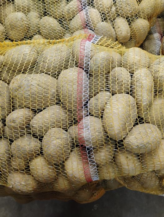 Ziemniaki jadalne Marabel Red Sonia Bernina