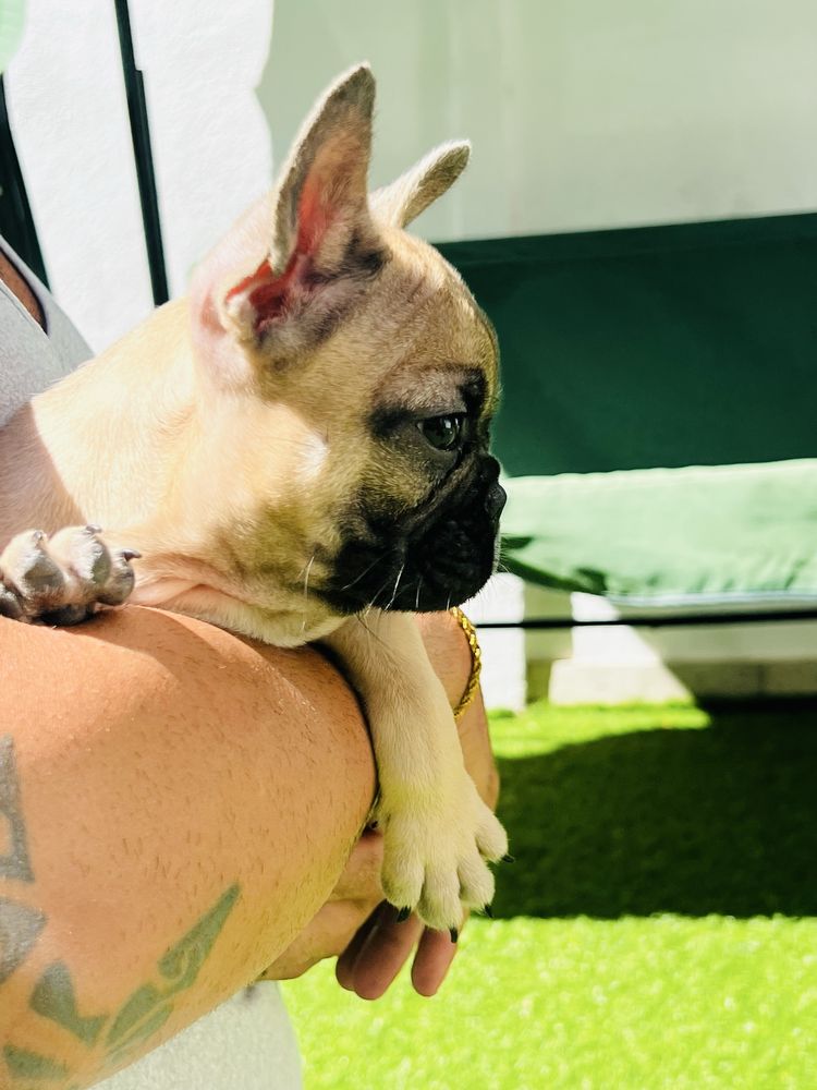 Bulldog Frances femea