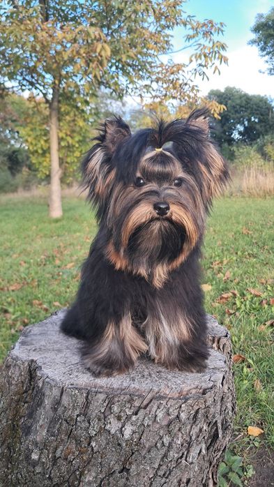 Yorkshire terrier Disney
