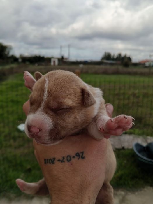 Lindos American Staffordshire Terrier