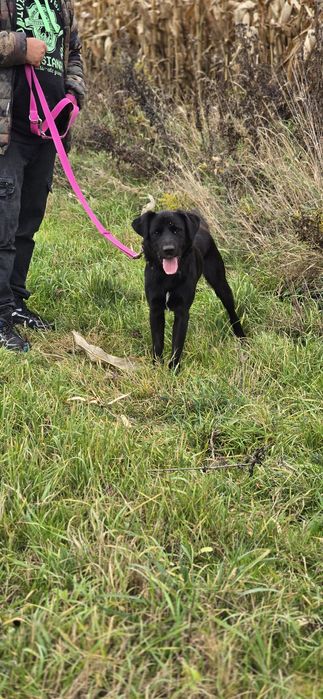 Labubu w typie Labradora