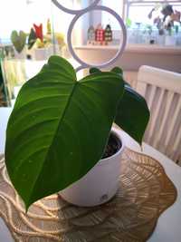 Philodendron tenue