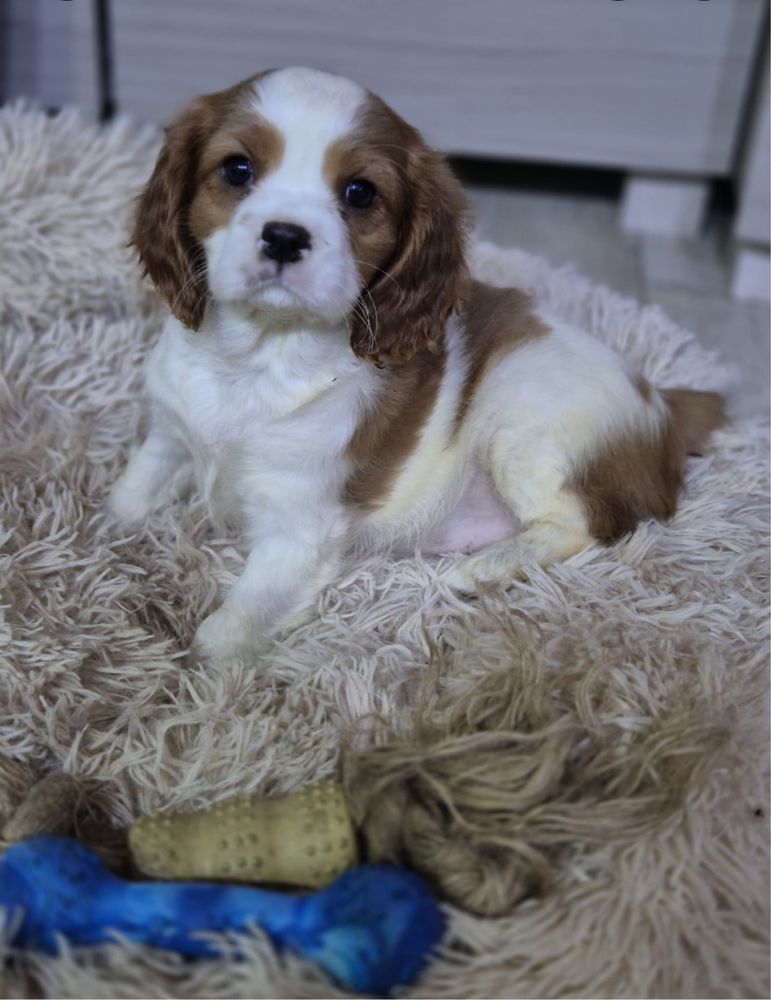 Cavalier King Charles Spaniel - uroczy piesek 8 tygodniowy