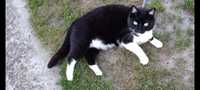 Zaginiona kotka czarno-biała