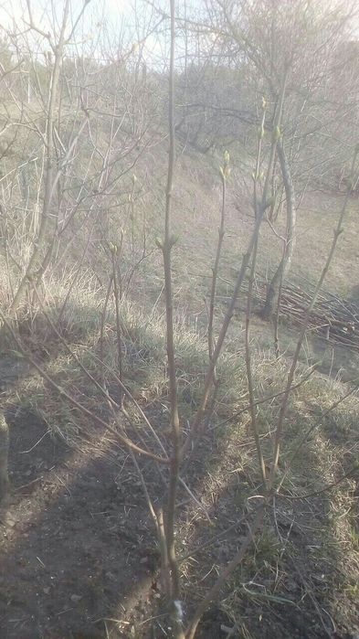 Саженци сирени белой махровой от одно, двух и трехлетки.