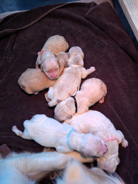 Golden Retriever ZKwP FCI