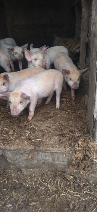 Продам поросята Петрен