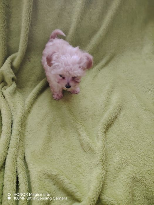 Śliczna suczka maltipoo miniaturka