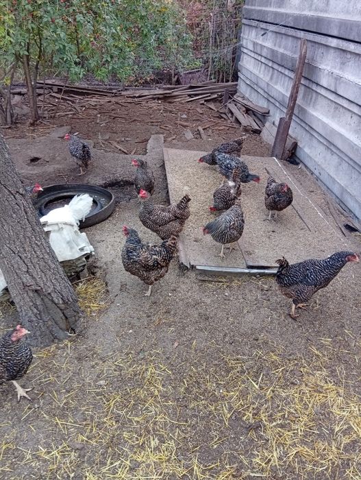 Продам курей породи Домінант.