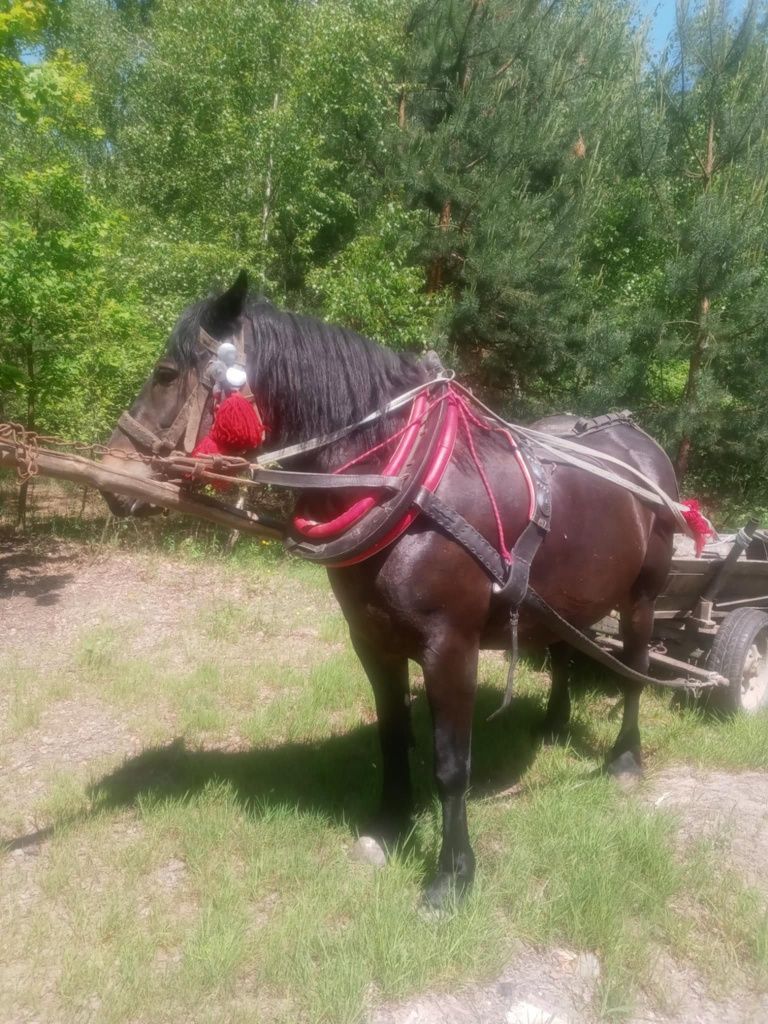 Sprzedam klacz spokojna