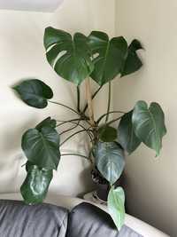 Monstera verde grande