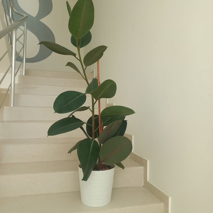 Фікус каучуковий. Продам 07- 1,0 метри.