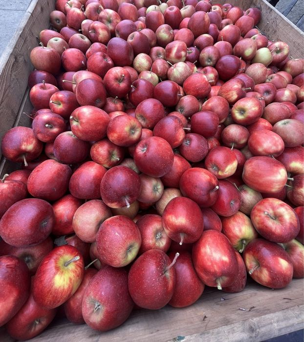 Jabłka Jonaprince z własnego sadu - 20 kg Wysyłka OLX