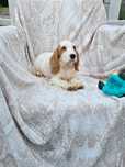 Lindo e meigo Cocker Spaniel Inglês