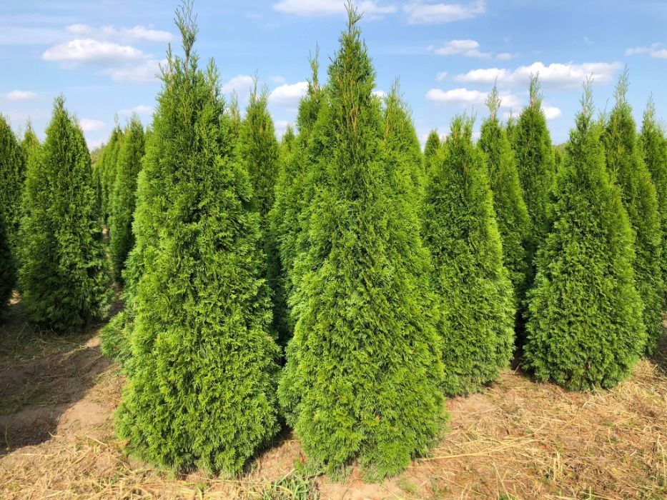 Tuja, tuje, thuja szmaragd 60 - 250 cm, thuja brabant do 250 cm!