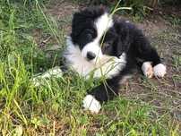 Piesek Border Collie