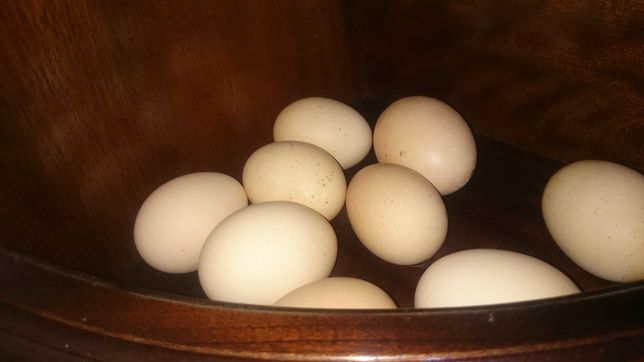 Ovos galados de galinhas poedeiras de diversas raças.