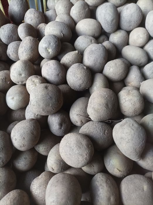 Ziemniaki wielkości sadzeniaka jadalne rok po kwalifikacje vineta lili