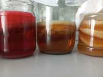 Чайний гриб Medusomyces Gisevi 3 смаки