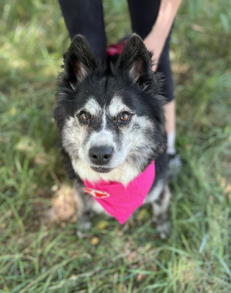 Hawana w typie husky do adopcji