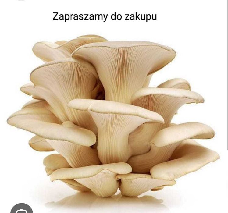 Grzybnia pieczarki białej i boczniaka