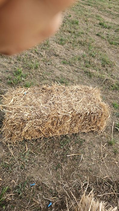 Palha de aveia e azevem