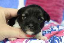 Biewer Terrier suczka york