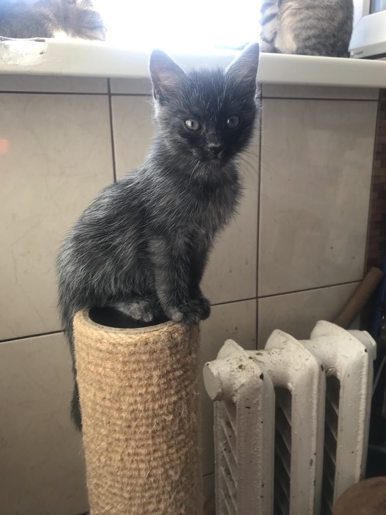 Кошеня. Кіт. Киця.