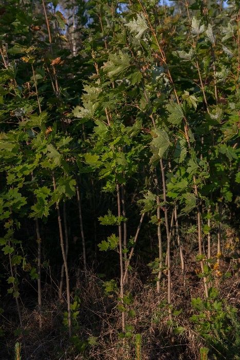 Dąb Czerwony (Quercus Rubra) 50-70 cm, donica 1l
