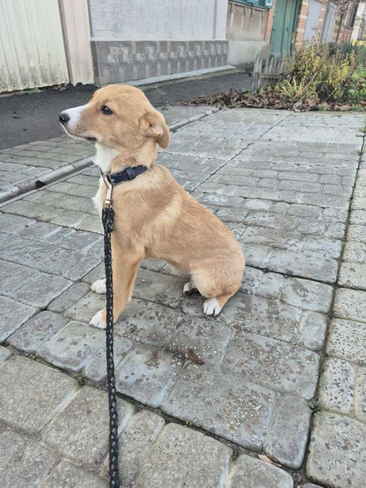 Цуценя метисів до дому