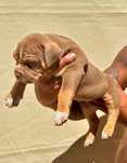 American bully XL abkc