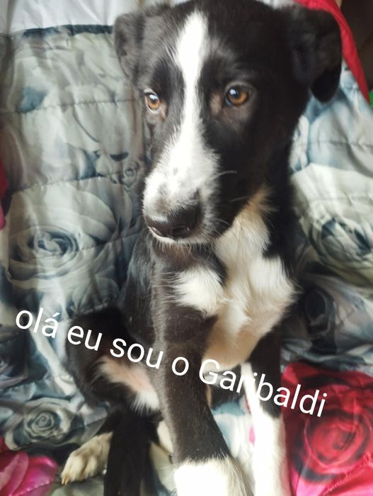 Garibaldi para adoção muito responsável