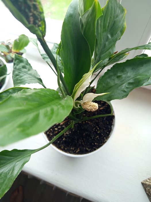 Спатифілум та Сансев'єрія