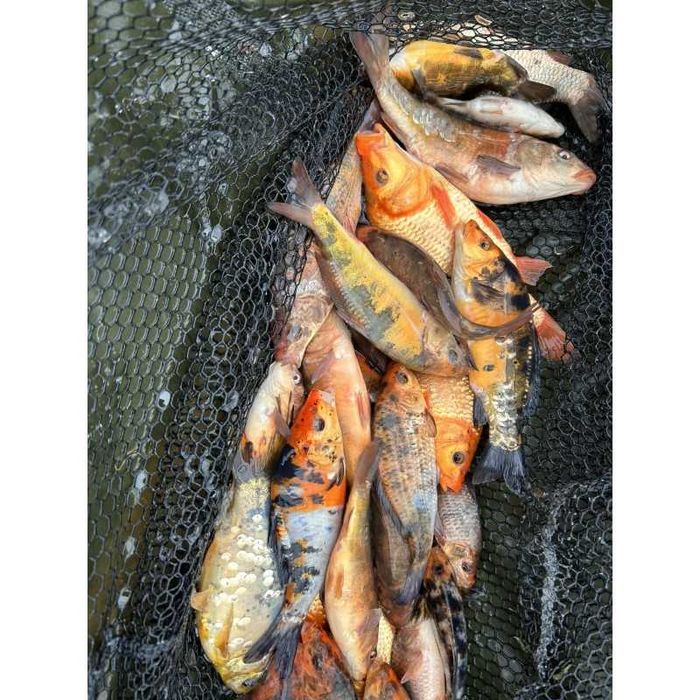 Karp koi 10-20 CM