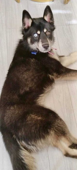 REKSI  pies o jasnym oku i złotym sercu. Uratowany w Bułgarii