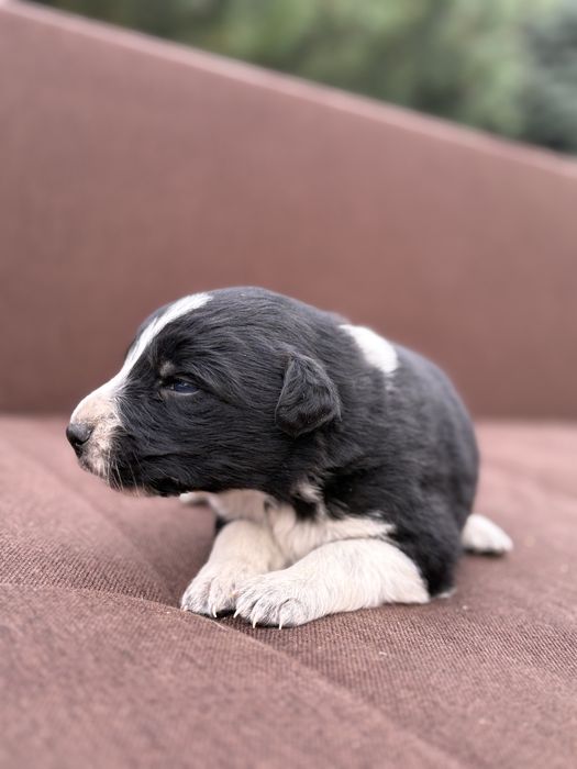 Border Collie suczka szczeniak z metryką