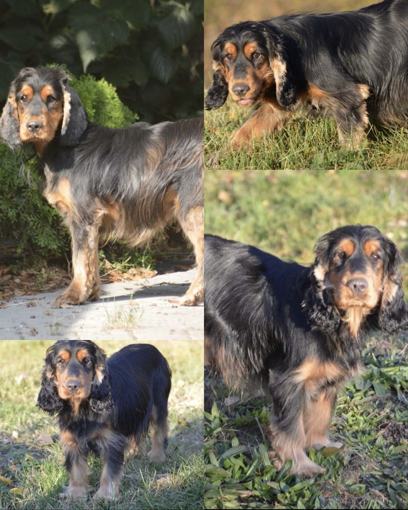 Cocker spaniel angielski badania genetyczne