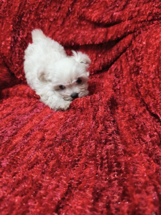 Bichon Maltês mini