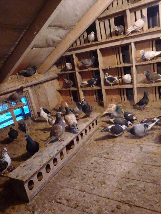 Sprzedam gołębie pocztowe