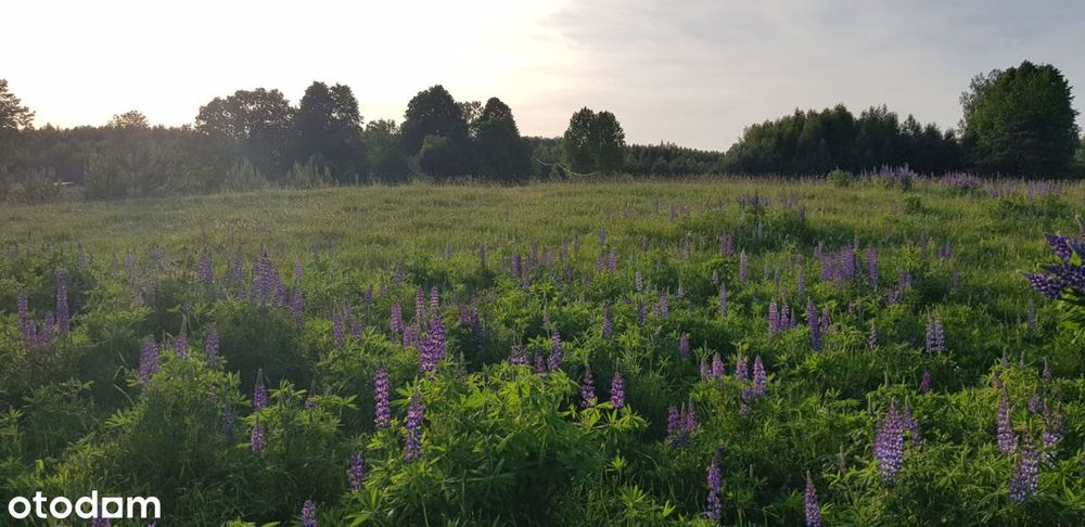 Sprzedam piękną, malowniczą działkę na mazurach!