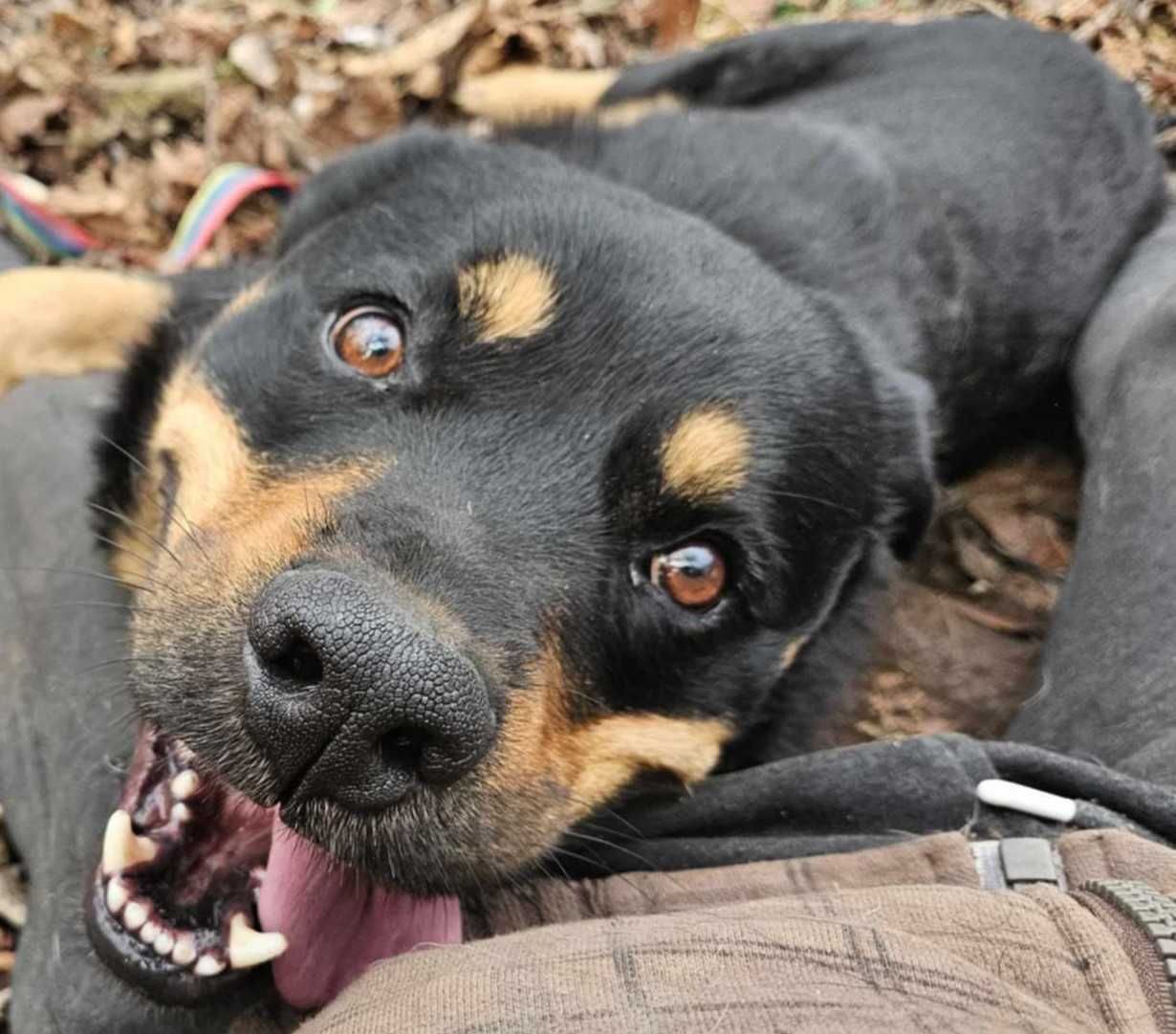 Atos-młody psiak w typie rottweiler, tylko odpowiedzialny dom
