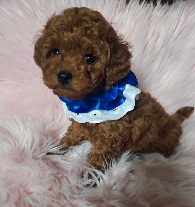 Хлопчик той пуделя