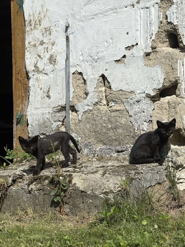 Oddam mlode koty w dobre ręce