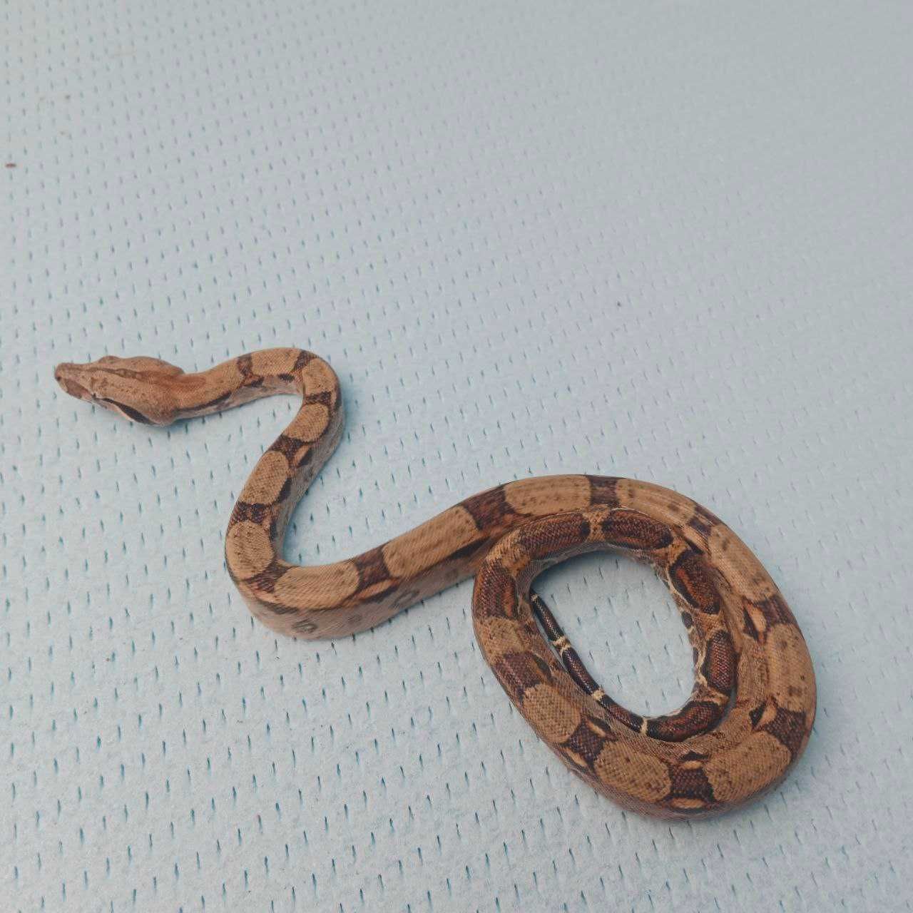 Удав, Boa Imperator Constrictor, тераріум, корм, обладнання