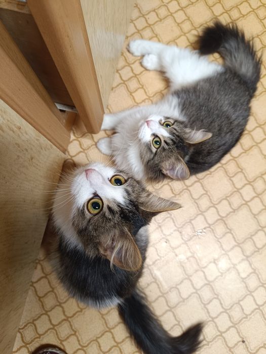 Кошенята з фронту, Мона і Ліза , 5 місяців взяти в родину